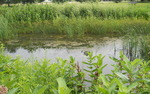 Photo gallery image named: pond-2013-1